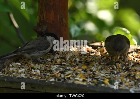 Green Goldfinch sits on the feeder and eats seeds and sunflower Stock Photo