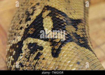 Close up of snake skin Stock Photo