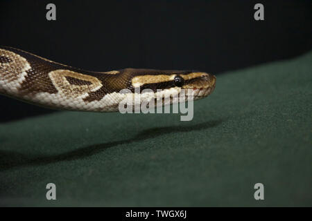 Close up of snake skin Stock Photo