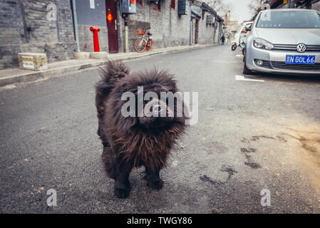 Dog in traditional hutong residential area in Dongcheng district of Beijing, China Stock Photo