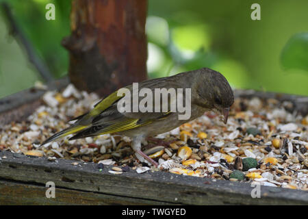 Green Goldfinch sits on the feeder and eats seeds and sunflower Stock Photo