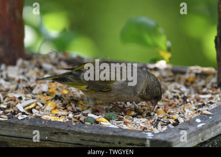 Green Goldfinch sits on the feeder and eats seeds and sunflower Stock Photo