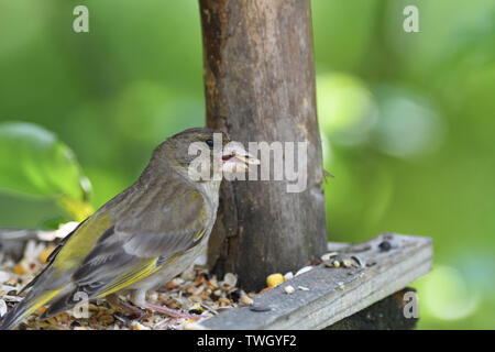 Green Goldfinch sits on the feeder and eats seeds and sunflower Stock Photo