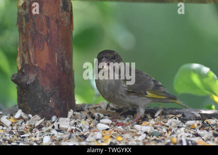 Green Goldfinch sits on the feeder and eats seeds and sunflower Stock Photo