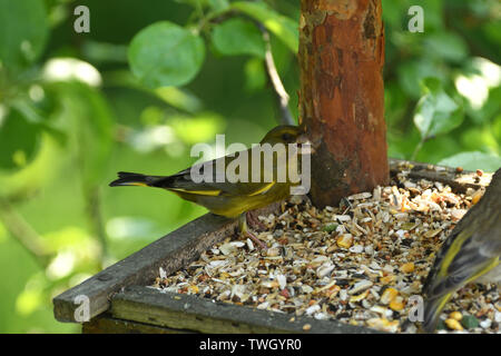 Green Goldfinch sits on the feeder and eats seeds and sunflower Stock Photo