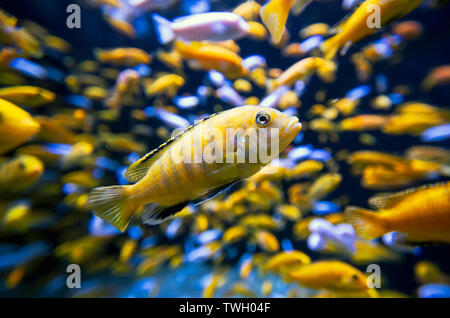 Three-lake cichlids at the aquarium. Stock Photo