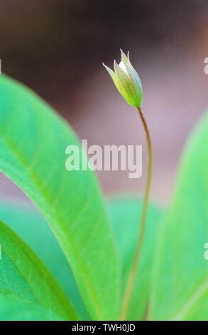 Flower bud of Chickweed wintergreen (Trientalis europaea). Selective focus and shallow depth of field. Stock Photo
