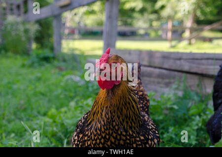 Pature raised beautiful healthy Copper Maran chicken in garden free ranging near fence making eye contact, Maine, USA