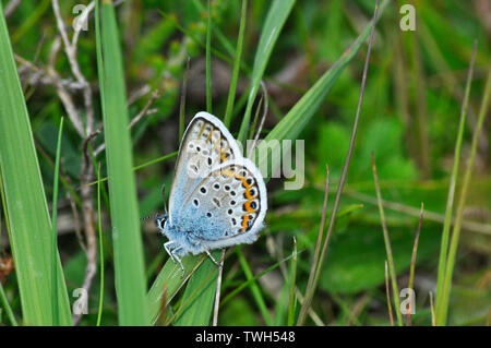 Silver- studded Blue Butterfly,'Plebeius argus',settled on grass in the New Forest, Hampshire. Stock Photo