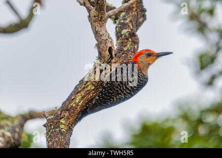 Red bellied woodpecker clinging to scrub oak tree Stock Photo