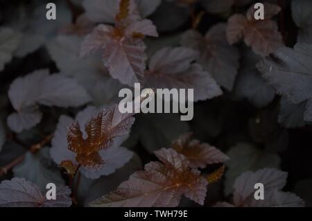 A hover fly cleans itself perched on a purple leaf Stock Photo