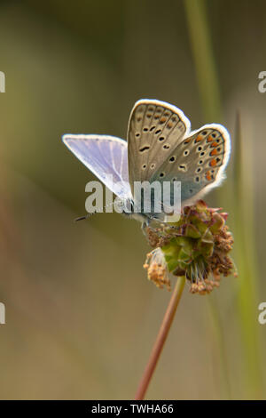 Almost taking of, common blue
