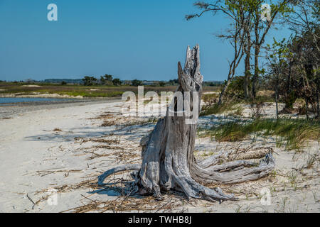 Decaying tree stump on the very sunny beach at Jekyll Island, Georgia coast Stock Photo