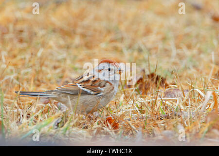 American tree sparrow (Spizelloides arborea) in grass at Jamaica Bay NWR, New York Stock Photo