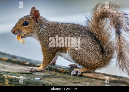 Close-up of a grey squirrel eating piece of bread Stock Photo