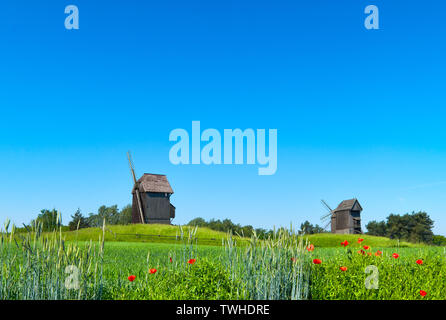 Rural landscape with historical windmills behind wheet field in Spring with orange poppy flowers in front. Romantic Poland, panoramic image. Stock Photo