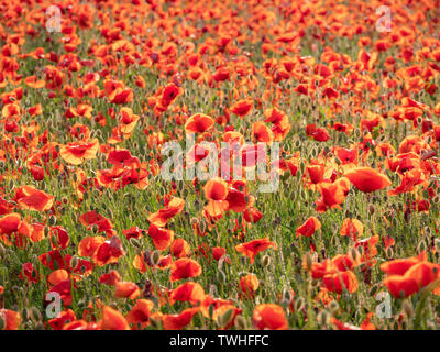 Image of huge poppy field during sunset Stock Photo