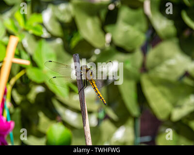 Close up image of beautiful yellow dragon fly Stock Photo