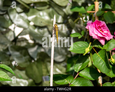 Close up image of beautiful yellow dragon fly Stock Photo