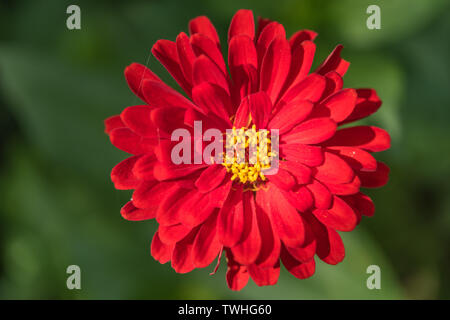 Shenyang Zhaoling autumn sunny day under 100-day chrysanthemum close-up Stock Photo