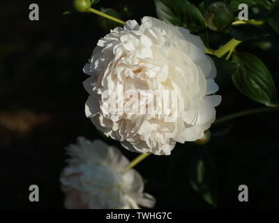 Peony Corinne Wersan.  Double white peony flower. Paeonia lactiflora (Chinese peony or common garden peony). Stock Photo