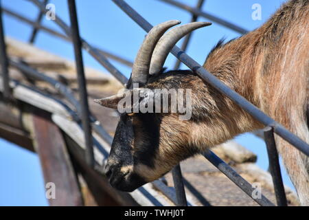 Two colored horned mountain goat Stock Photo