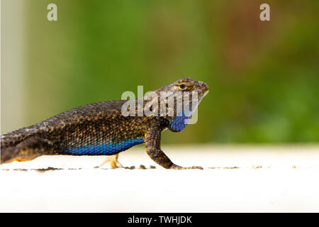 Western Fence Lizard – AKA “Blue-Belly”