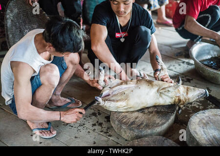 Pig-slaughtering After Shamanic Ritual In The Akha Village, Near 