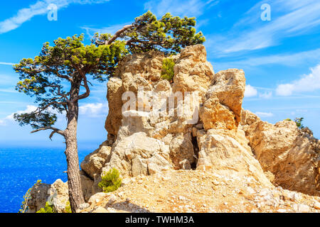 Pine tree and rocks on sea coast of Karpathos island, Greece Stock Photo
