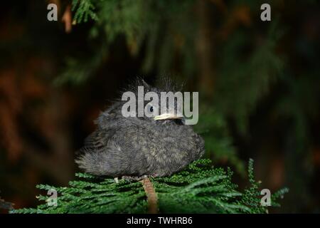 Black Redstart young bird sits on green branch in a hedge with copy space Stock Photo