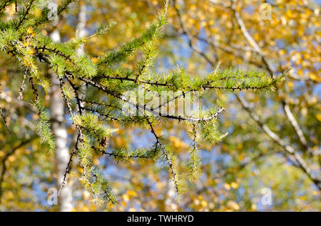 Bright fluffy branches of larix tree. Sunny photo of larch tree. Fall sunny day. Stock Photo