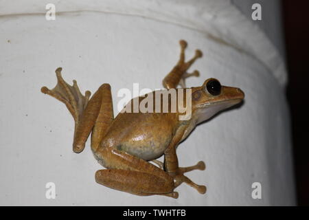 Common Indian tree frog photographed in Sri Lanka Stock Photo