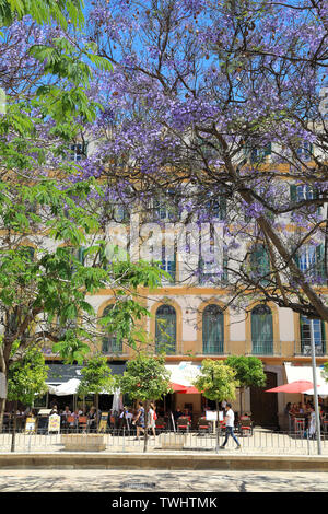 Beautiful jacaranda trees in Plaza de La Merced public square, with restaurants behind, in Malaga city, Spain, Europe Stock Photo
