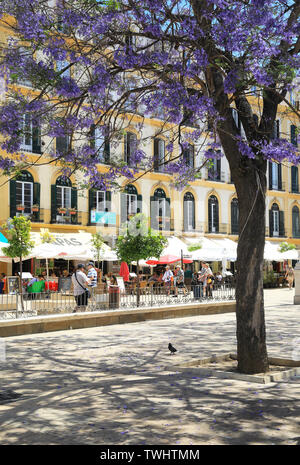 Beautiful jacaranda trees in Plaza de La Merced public square, with restaurants behind, in Malaga city, Spain, Europe Stock Photo