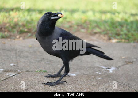 House crow at holiday resort in Sri Lanka Stock Photo