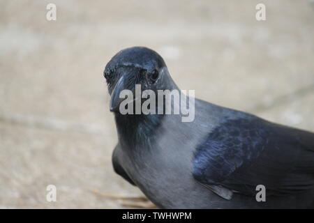 House crow at holiday resort in Sri Lanka Stock Photo