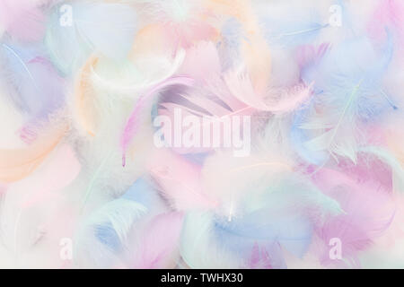 abstract nackground with soft colorfull feathers. Flat lay Stock Photo