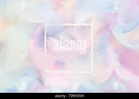 abstract nackground with soft colorfull feathers and white frame. Flat lay Stock Photo