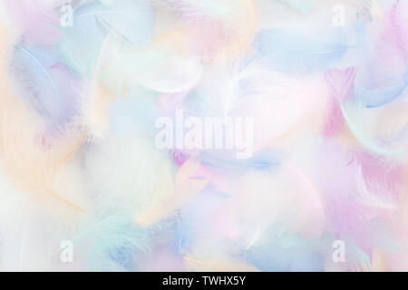 abstract nackground with soft colorfull feathers. Flat lay Stock Photo