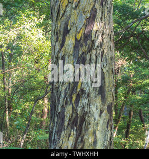 Rimu tree trunk, bark flakes with yellow lichen, Ulva Island, Rakiura Stewart Island, New Zealand Stock Photo