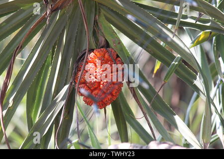 Ripe pandanus fruit (resembling a pineapple) growing on pandanus palm tree in Sri Lanka Stock Photo