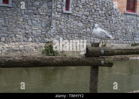Seagull on a wooden bridge close-up Stock Photo