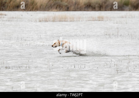 Yellow Labrador Retriever running through the water at a hunt test Stock Photo