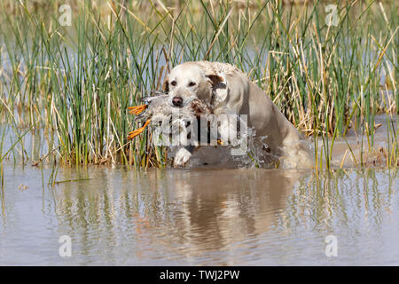 Labrador Retriever in the water retrieving a duck during a test Stock Photo