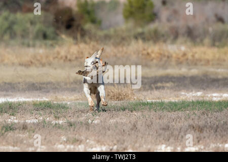 Yellow lab with a duck during a hunt field retrieving test Stock Photo