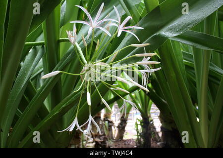 Macro/Close up of Hawaiian Spider Lily