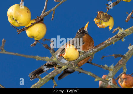 American robin, William Finley National Wildlife Refuge, Oregon Stock Photo