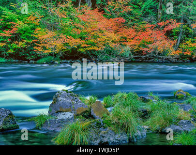 Dogwood, Cornus nuttallii, Rogue River National Wild and Scenic River, Rogue River National Forest, Oregon Stock Photo