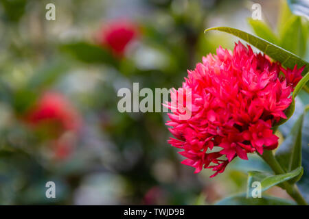 Ixora flowers or red spike flowers with green leaves in a garden Stock Photo