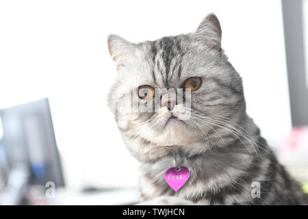 Close Up Of A Grey Color Persian Exotic Short Hair Cat Stock Photo